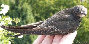 Враги стрижей