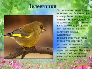 Чем питается зеленушка