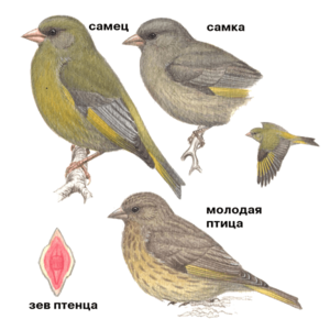 Как размножается зеленушка
