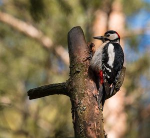 Большой пёстрый дятел - главный лесной санитар        