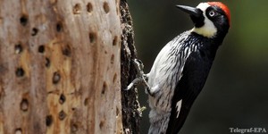 Внешний вид дятла