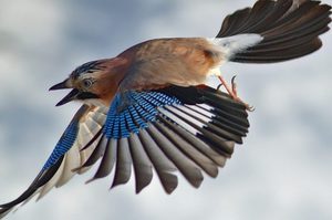 Где обитает сойка