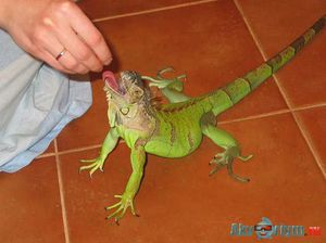 Зелёная или обычная игуана: какую выбрать для дома?