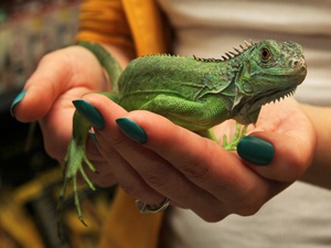 Как ухаживать за игуаной