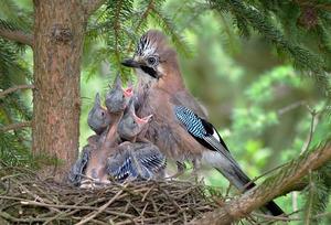Сойка с птенцами