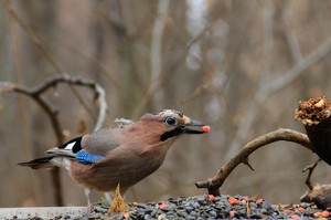 Питание сойки