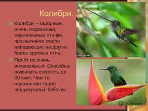 Опиасние маленькой птицы