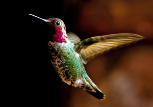 Характеристика птицы