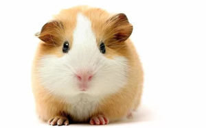 Морская свинка: уход, содержание, разведение и особенности пород