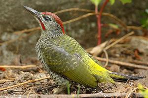 Описание внешнего вида дятла