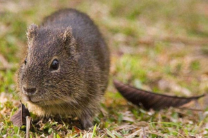 Морские свинки в дикой природе живут в норах и ущельях