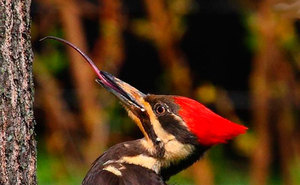 Дятел: интересные факты