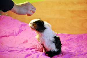 Не все знают, что морские свинки хорошо поддаются дрессировке