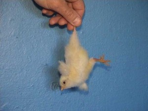 Методики различения курочек и петухов