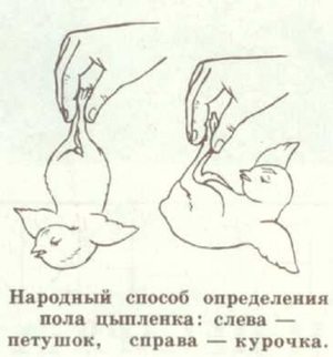 Способы различить половую принадлежность цыпленка