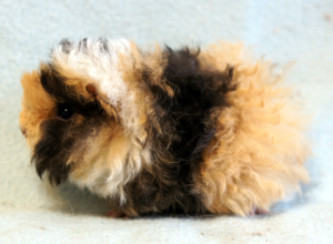 Морские свинки встречаются всевозможных цветов и окрасов, могут иметь очень длинную шерсть или не иметь вовсе