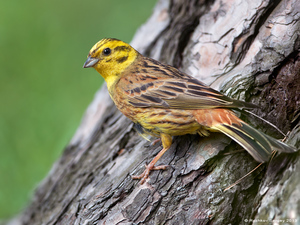 Обыкновенная овсянка-СЕМЕЙСТВО ОВСЯНКОВЫХ 