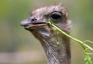 Эму поедает как растительность, так и мелкую живность