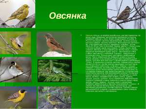 Обыкновенная овсянка-пернатая красавица