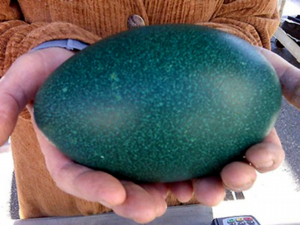 Яйца птицы эму используют в пищу и для изготовления сувениров