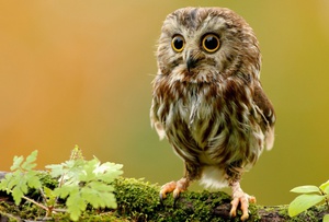 Совы: виды, питание и особенности внешности