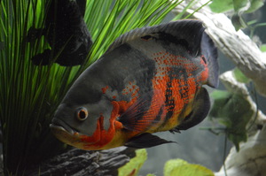 Описание рыб астронотусов