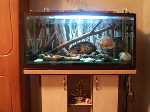 Разведение астронотусов