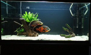 Как кормить астронотусов