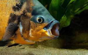 Астронотус: уход, содержание и характеристика в аквариуме