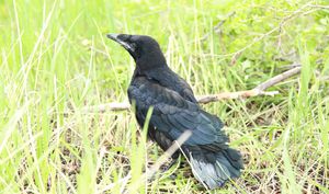Птица грач где обитает