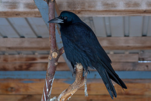 Как вьет гнездо птица грач