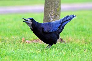 Описание птицы грач