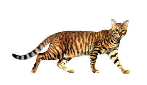 Описание кошки тойгер