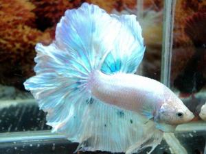 Серебристые рыбки петушки