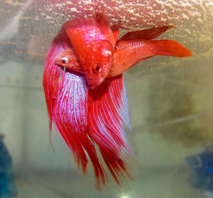 Размножение рыбок петушков