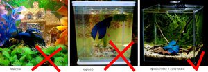 Аквариум для рыбок петушков