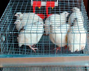 Как сделать клетку для переплов