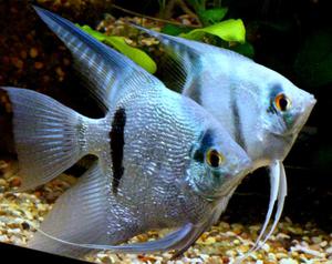 Скалярии в аквариуме: уход, содержание и секреты здоровой жизни