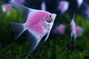 Содержание скалярий и уход за ними