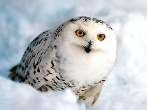 Полярная сова