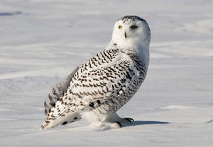 Описание внешности