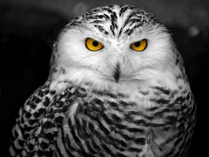 Полярная сова: описание, образ жизни и ареал обитания