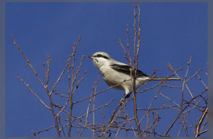 Большой сорокопут