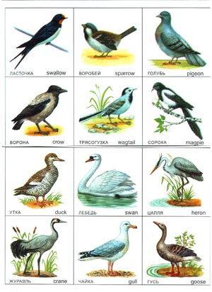 Средняя полоса России и птицы, ее населяющие