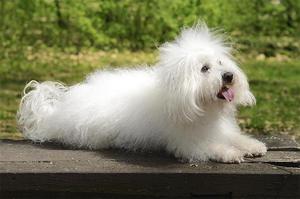 Шерсть итальянских болоньезов