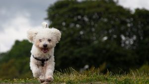 Уход за болоньезом