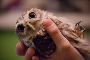 Питание сов