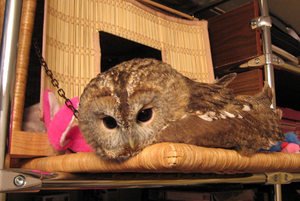 Какие повадки у сов