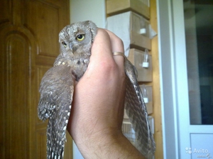 Как ухаживать за совами