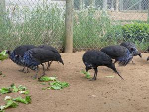 Как кормить цесарок